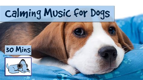 music to calm dogs youtube|youtube calming sounds for dogs.